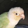 ilovebirds73