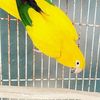 parrotlove013
