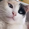 lethicia_de_nana