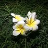 shohanahmed719