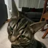 pet_petter100