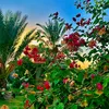 abboud9318