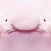 blobfish694