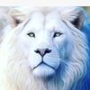 abrahim.khaled