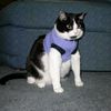 dwongoesmeow
