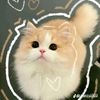 yoonsellar8