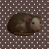 rowansrodents