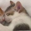 i.love_.cats._473