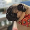 pegpug1