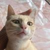 pongpan931