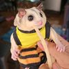 alvinchempluk