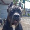 eldiablo_077