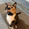 luna.bell.the.cat