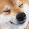 ma_shiba1022