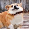 corgivrr