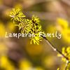 lamparas412589743
