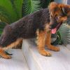 accradogshow