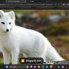 artic_cute