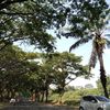 sitimang6