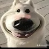phamhogiahuy207