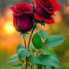 user4613140090631