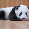 ultapanda
