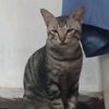 es.teh.manis77575