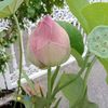 mamone03
