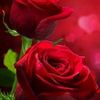 rose.flower723