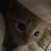 hhhiiivvvooo