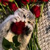 olgass.._