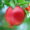 hanar_gull12