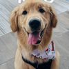 benjibubugoldenboy