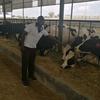 greenfarmdairies_kenya