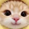 gataudrr