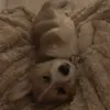 ari_naaqvi