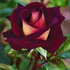 saym.yldrm7