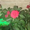 rehimova_206