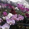 budhe.orchids.flo