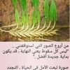 user7470275043340
