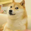 doge5399