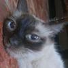 my_cat_luciecarla.0