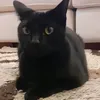 yourpookiesoph
