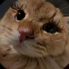 kzuosj