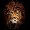 hamza.lion81