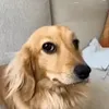 theux_mxz