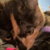 mel_3275