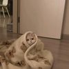fatmah.alsharari