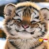 sarib.salim6