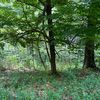 dewypuddle1